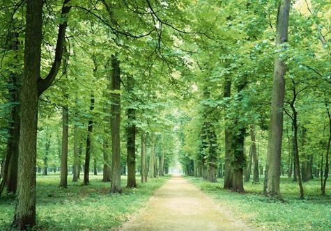 仟億達碳交易，讓林農(nóng)愛上植樹“賣空氣”